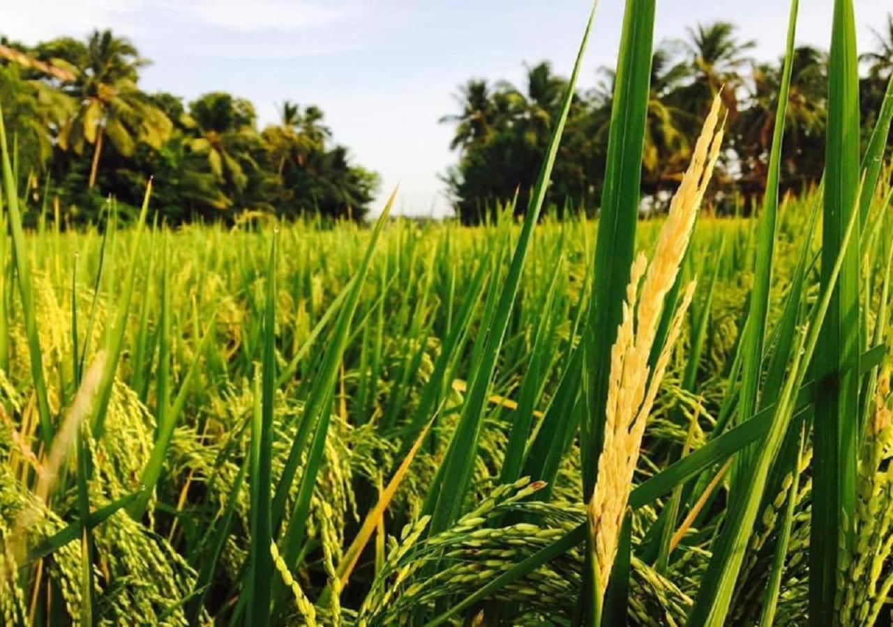 Rice Rice Villas Tissamaharama Ngoại thất bức ảnh